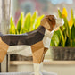 Beagle Dog Papercraft